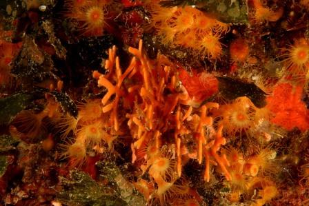 Smittina cervicornis  e Turbicellepora avicularis
